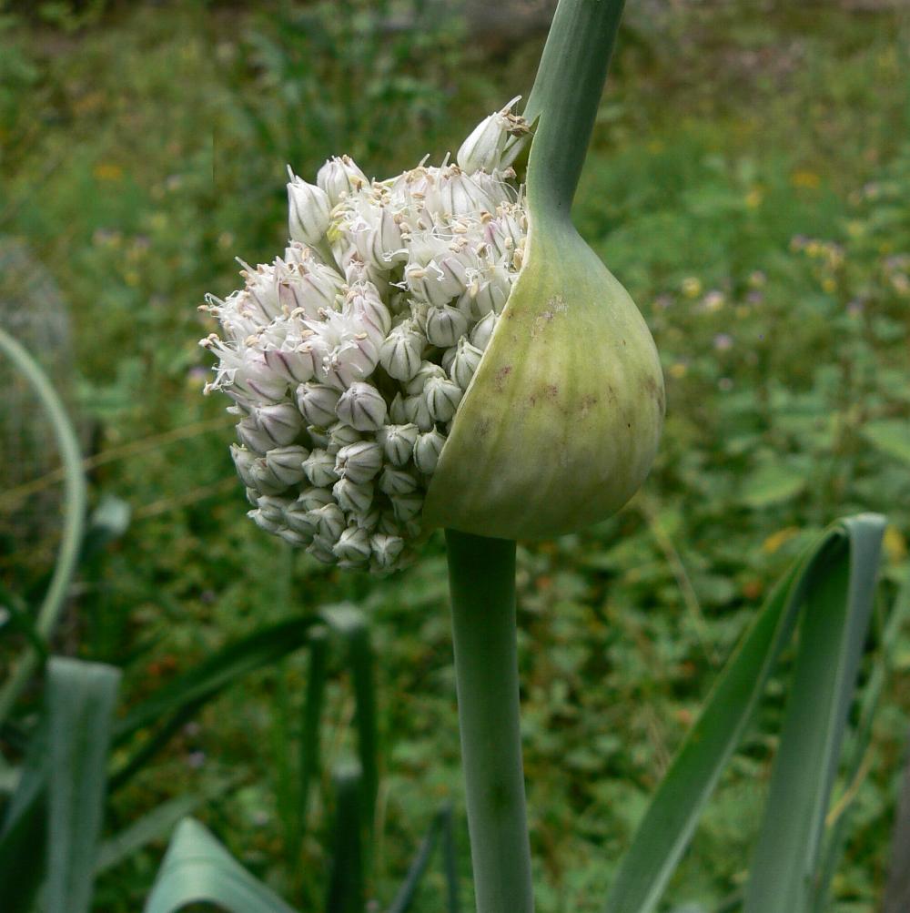 تره فرنگی